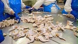 长三角大型肉鸭批发商是丽佳农牧的忠实合作伙伴