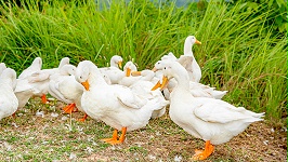 丽佳农牧白条鸭为广大经销商提供支持服务，为他们带来高收益
